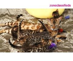TICA reg brown rosette bengal female kittens