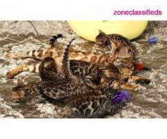 TICA reg brown rosette bengal female kittens