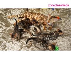 TICA reg brown rosette bengal female kittens - Image 4/4