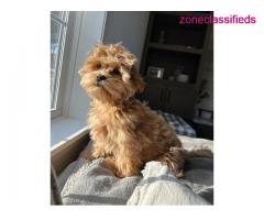Maltipoo breed for sale - Image 1/3
