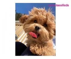 Maltipoo breed for sale - Image 2/3