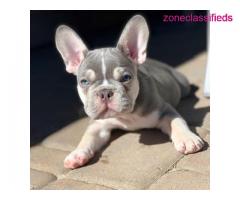 12 weeks French Bulldog Puppies - Image 2/2