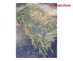 Alfalfa Timothy and Orchardgrass hay bales - Image 1/10