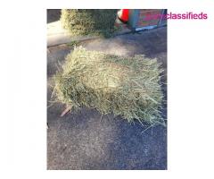 Alfalfa Timothy and Orchardgrass hay bales