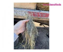 Alfalfa Timothy and Orchardgrass hay bales - Image 4/10