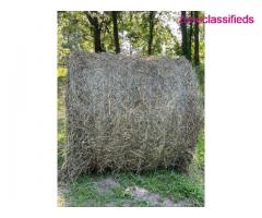Alfalfa Timothy and Orchardgrass hay bales - Image 7/10