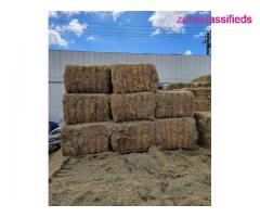 Alfalfa Timothy and Orchardgrass hay bales - Image 8/10