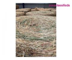 Alfalfa Timothy and Orchardgrass hay bales - Image 10/10