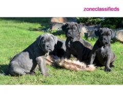Akc Cane Corso Puppies Available