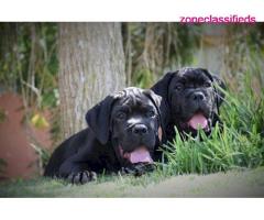 Akc Cane Corso Puppies Available