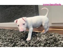 Bull terrier puppies for sale - Image 1/5