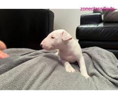 Bull terrier puppies for sale - Image 2/5