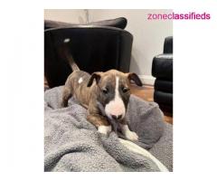 Bull terrier puppies for sale - Image 3/5
