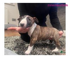 Bull terrier puppies for sale - Image 4/5