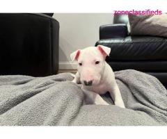 Bull terrier puppies for sale - Image 5/5