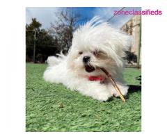 Maltese puppies