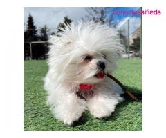 Maltese puppies