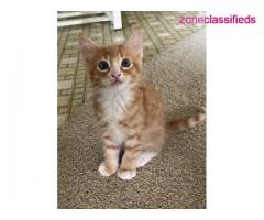 Kitten