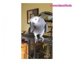 Premium Hand-Raised African Grey Parrot – Intelligent Talking Companion