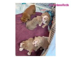 Adorable English bulldog puppies