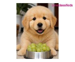 Adopting puppy
