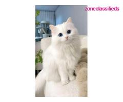 Adopting cat