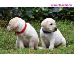 Labrador retriever